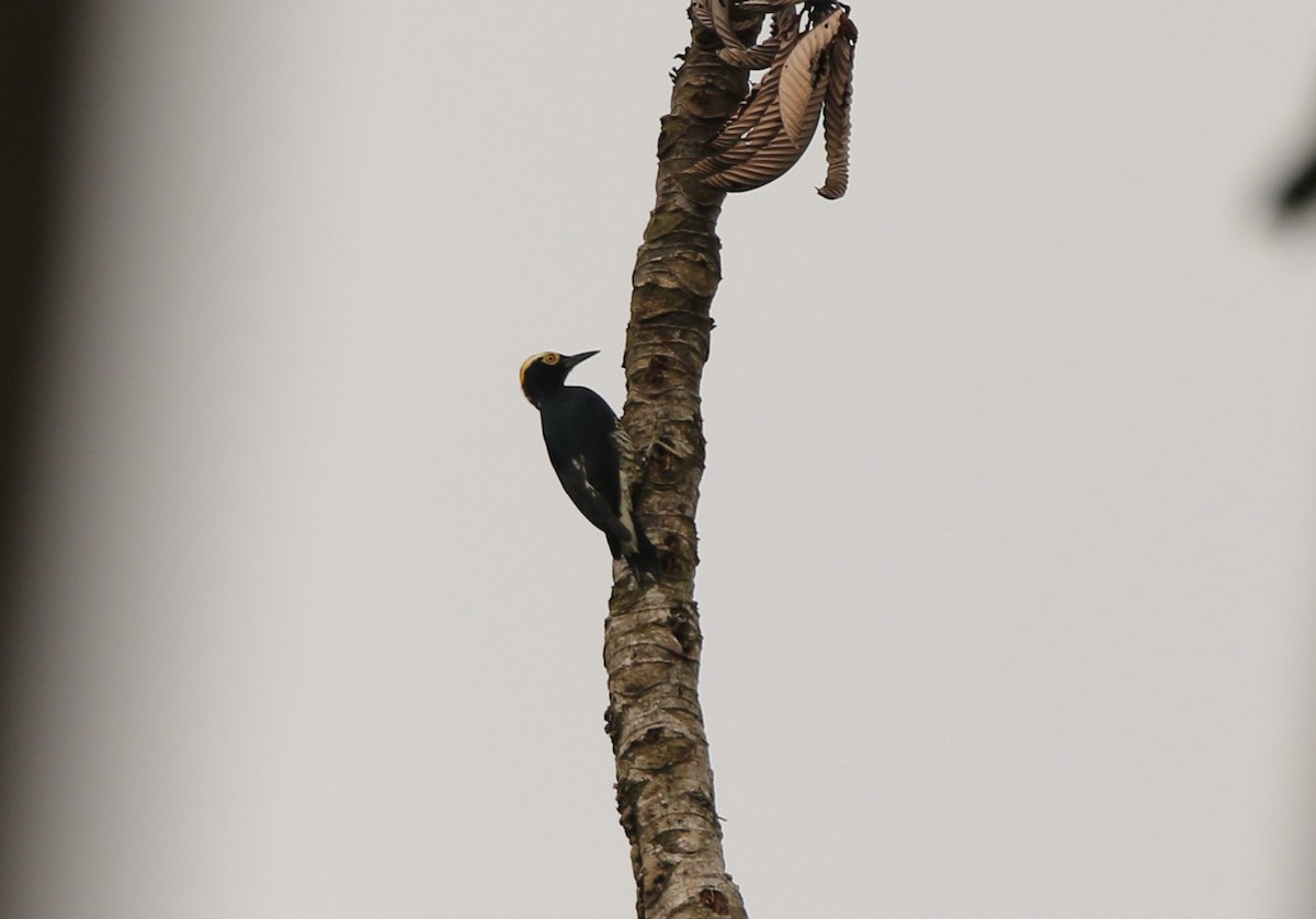 Yellow-tufted Woodpecker - ML641310857
