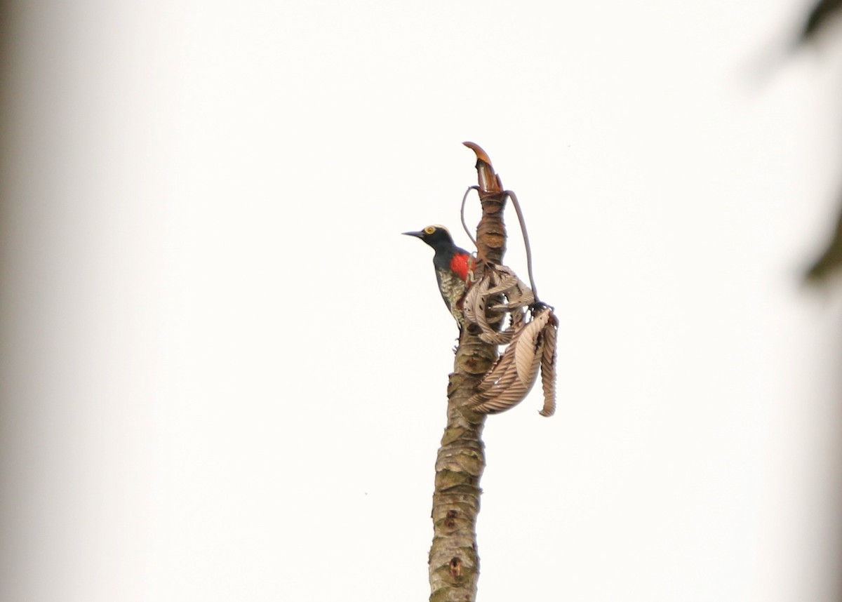 Yellow-tufted Woodpecker - ML641310858