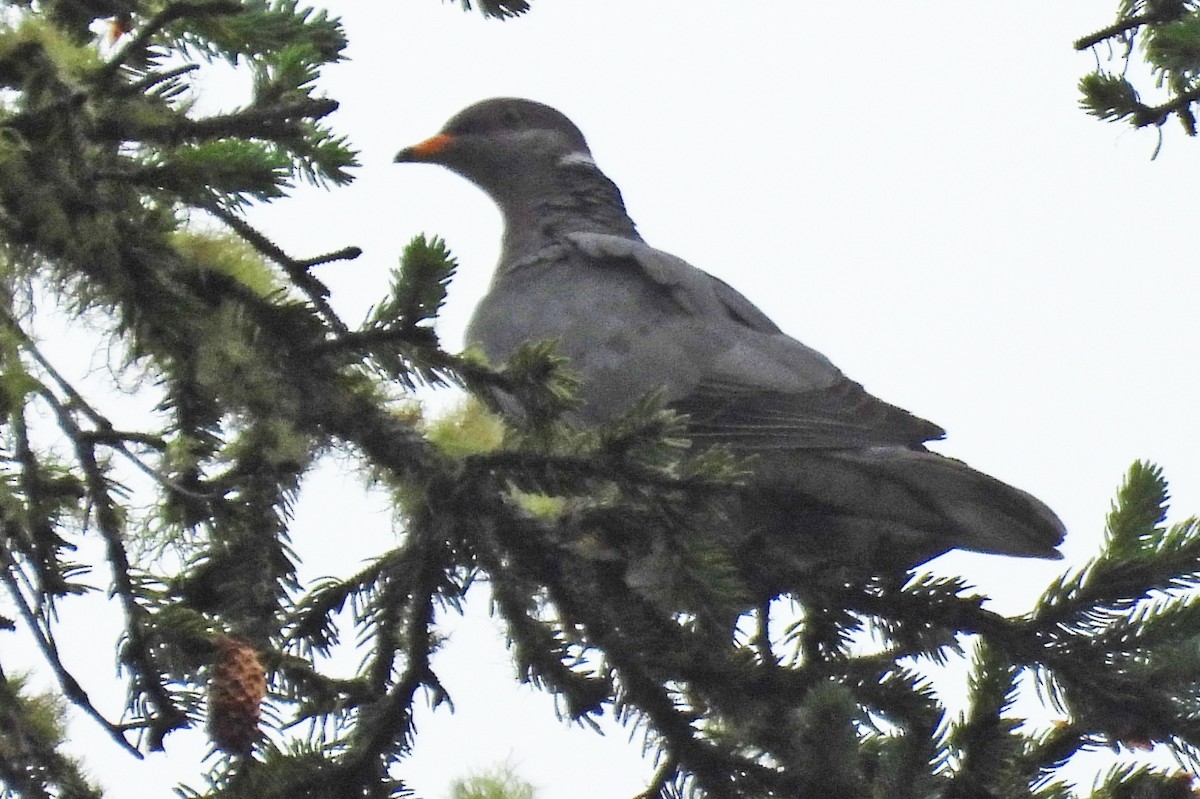 Band-tailed Pigeon - ML641310879