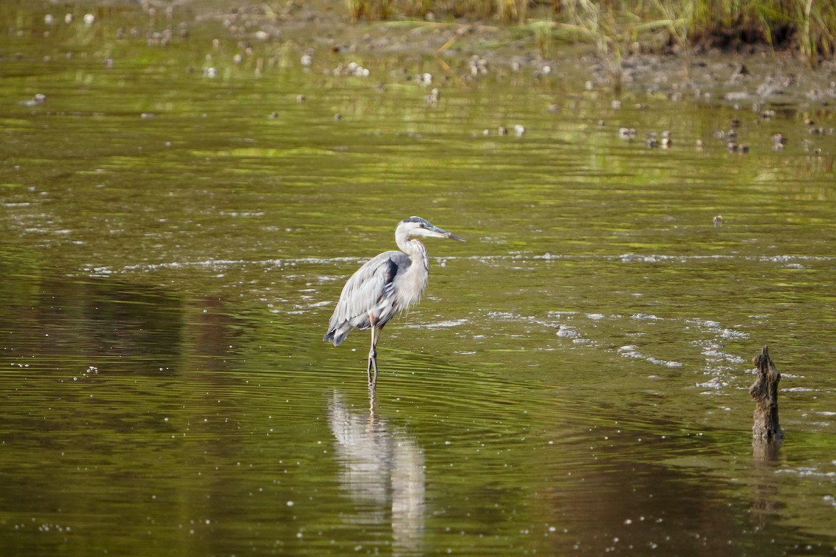 Great Blue Heron - ML641310882