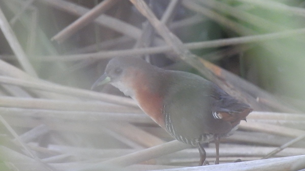 ノドジロコビトクイナ - ML641310901