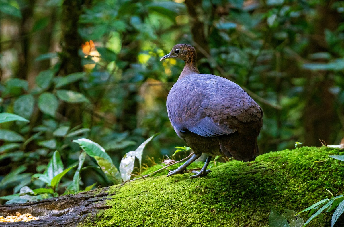 Solitary Tinamou - ML641310984