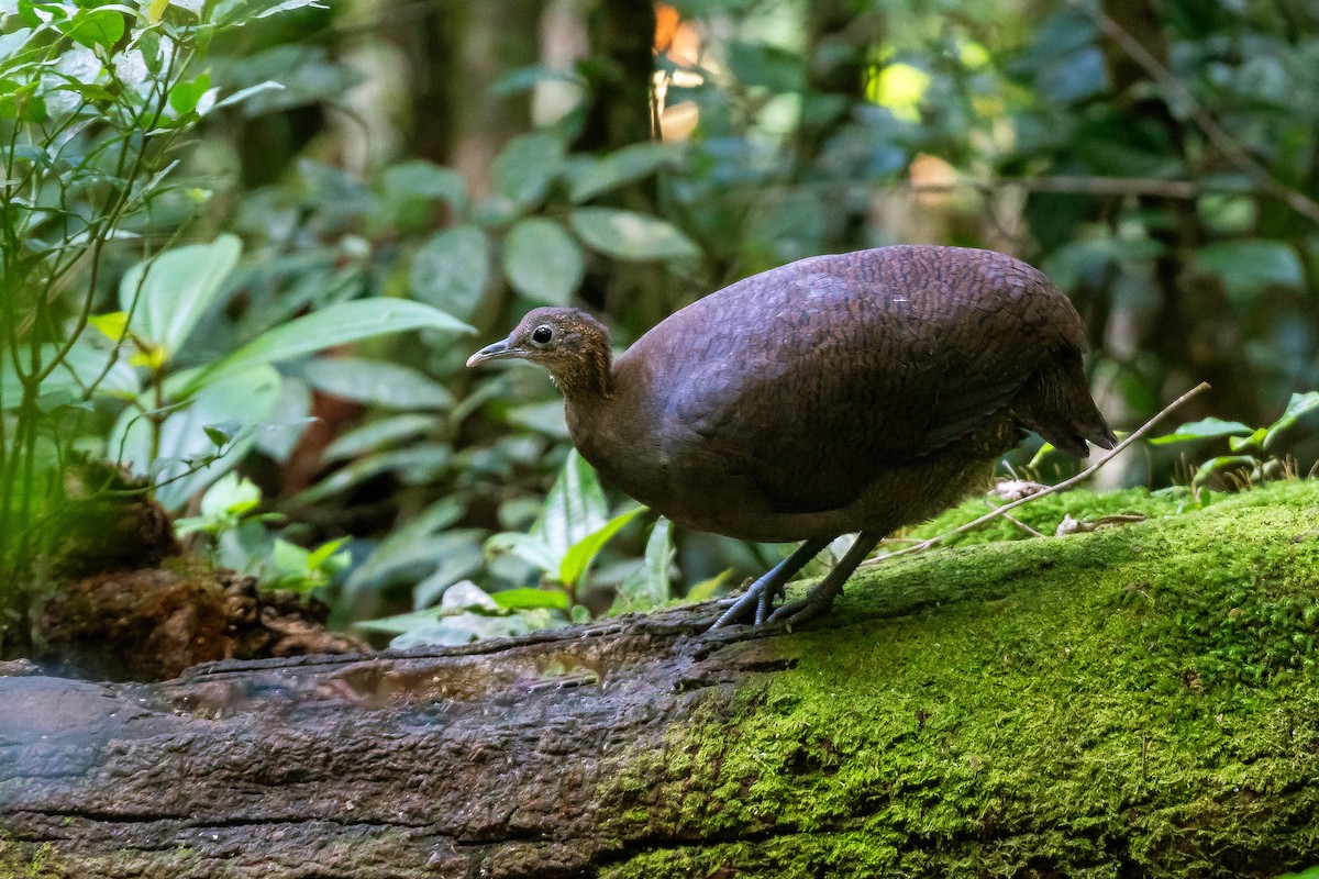 Solitary Tinamou - ML641310985