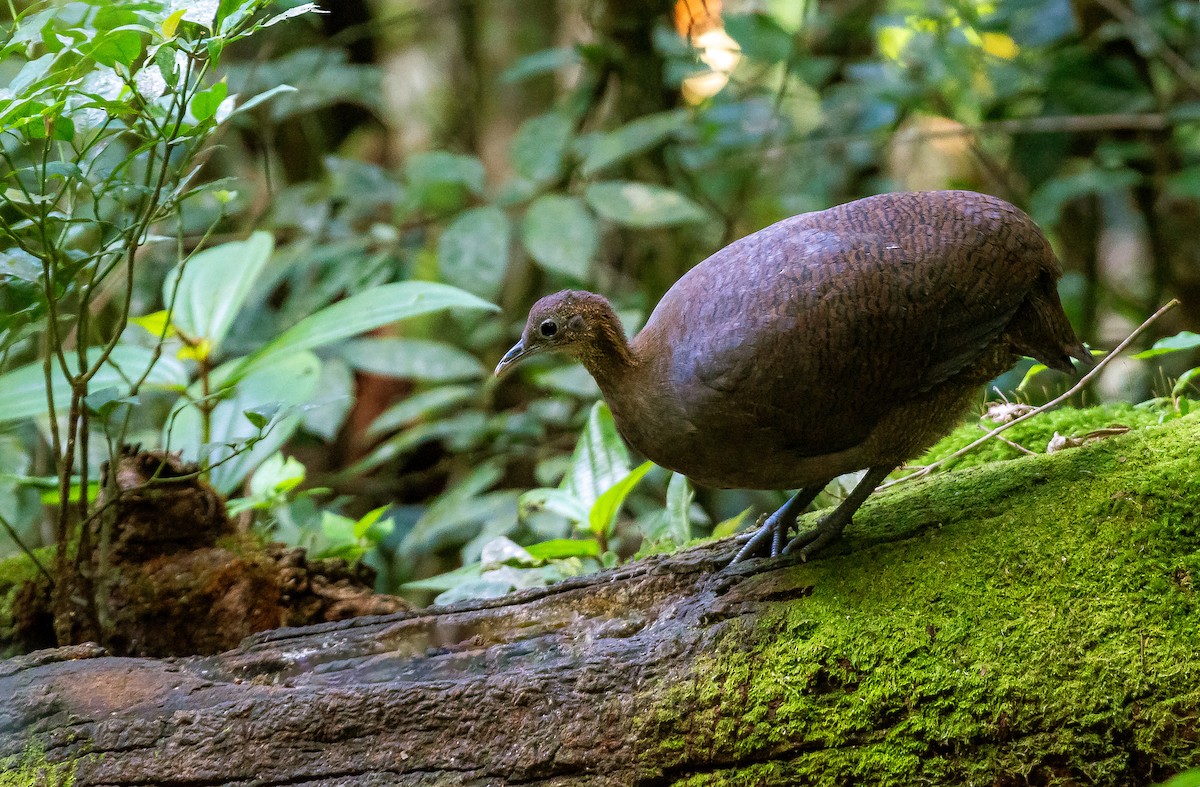 Solitary Tinamou - ML641310987