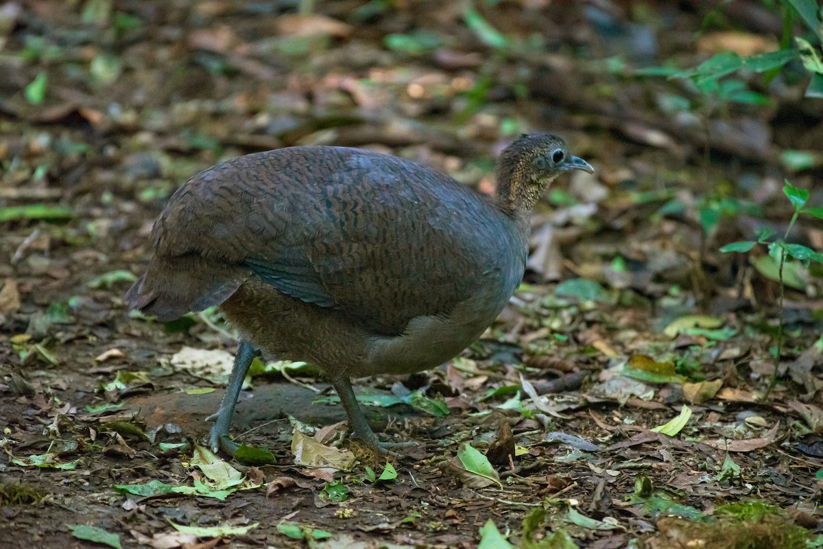 Solitary Tinamou - ML641310988