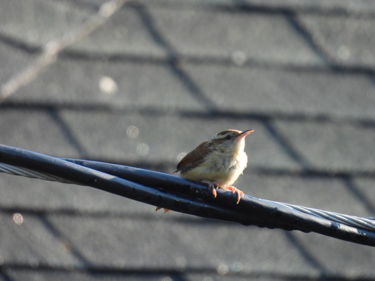 Carolina Wren - ML641311014