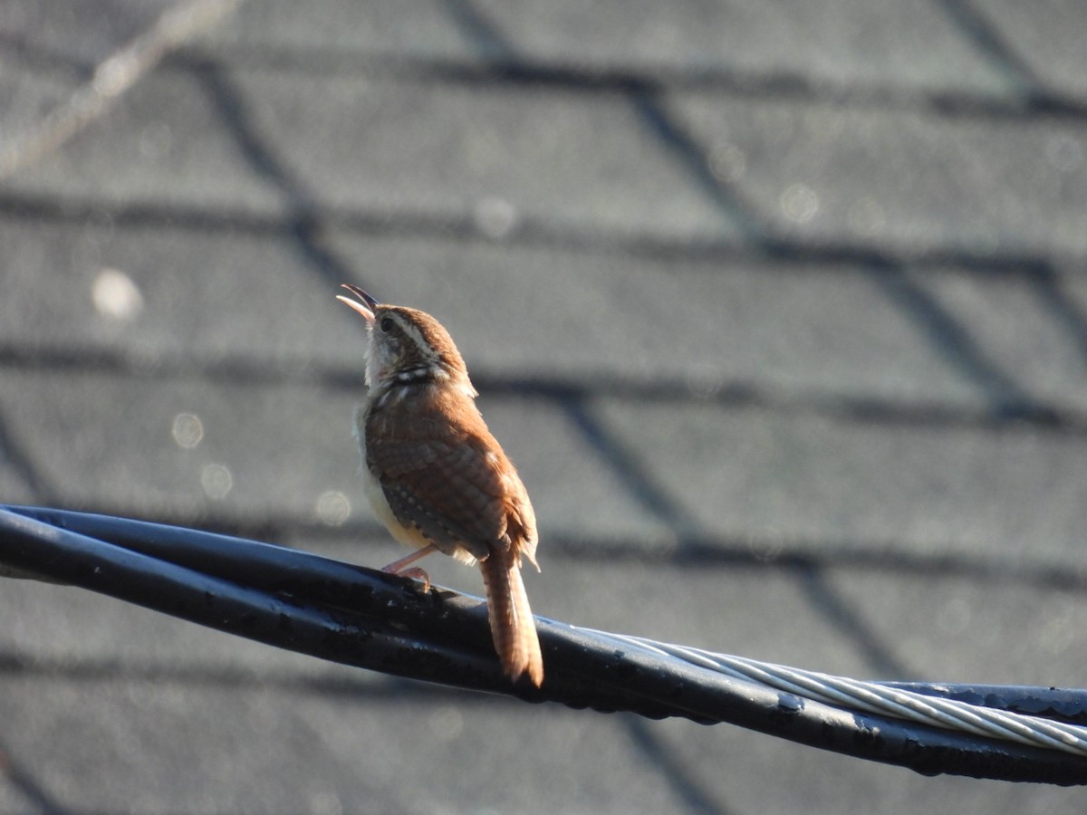 Carolina Wren - ML641311015