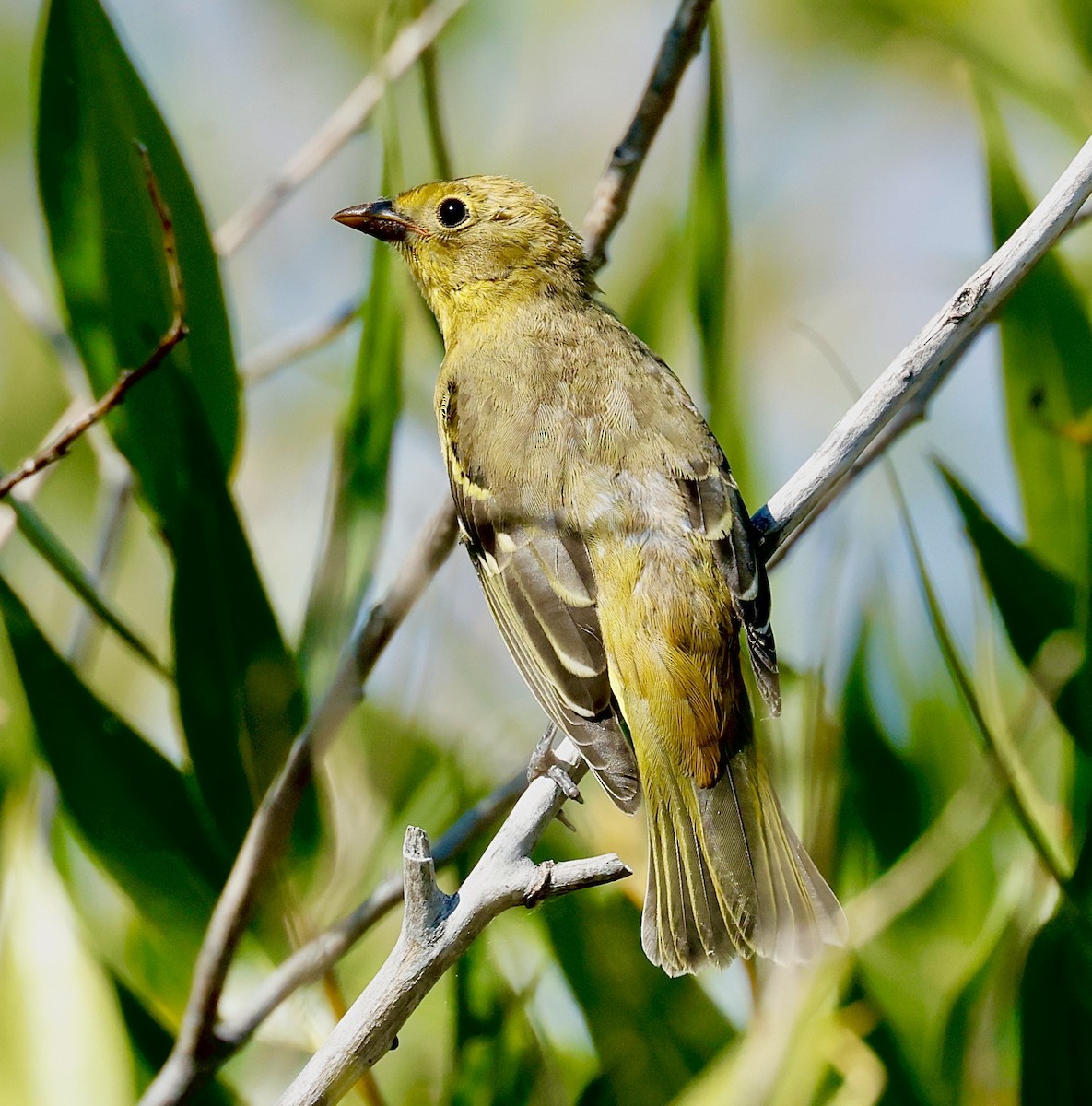 Western Tanager - ML641311043