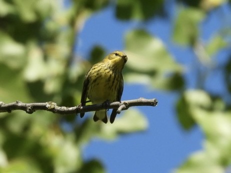 Cape May Warbler - ML641311044