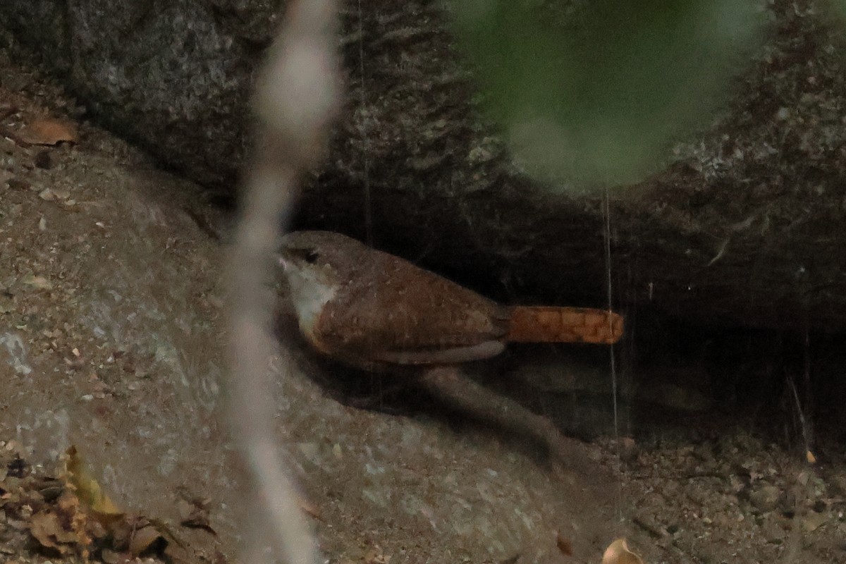 Canyon Wren - ML641311047
