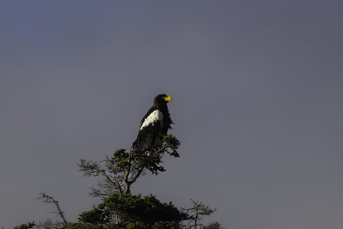 Steller's Sea-Eagle - ML641311067