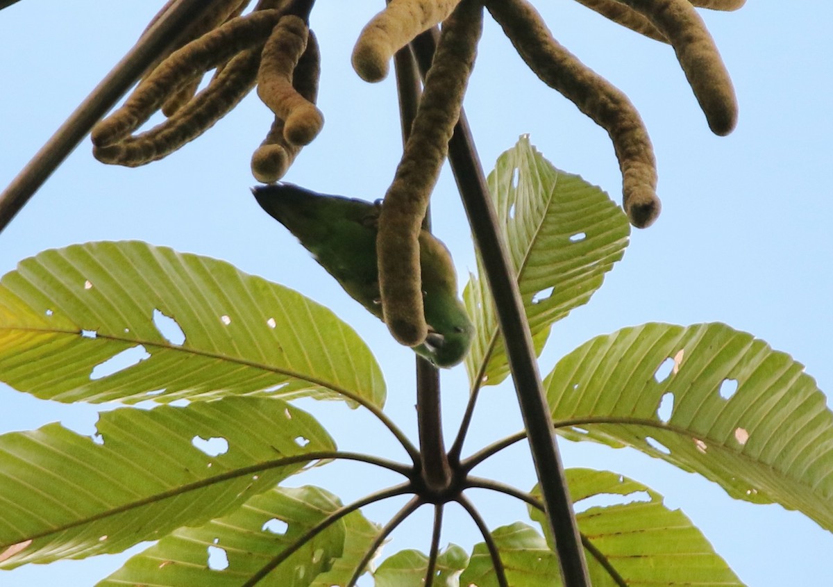 Dusky-billed Parrotlet - ML641311068