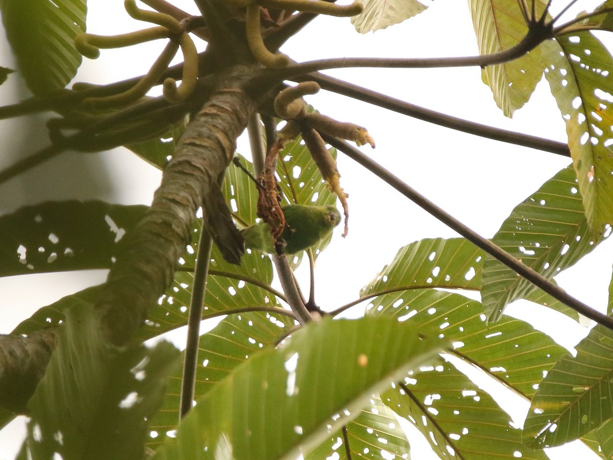 Dusky-billed Parrotlet - ML641311069