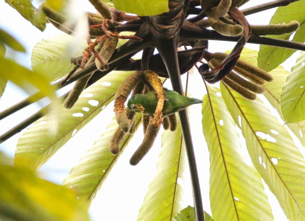 Dusky-billed Parrotlet - ML641311070