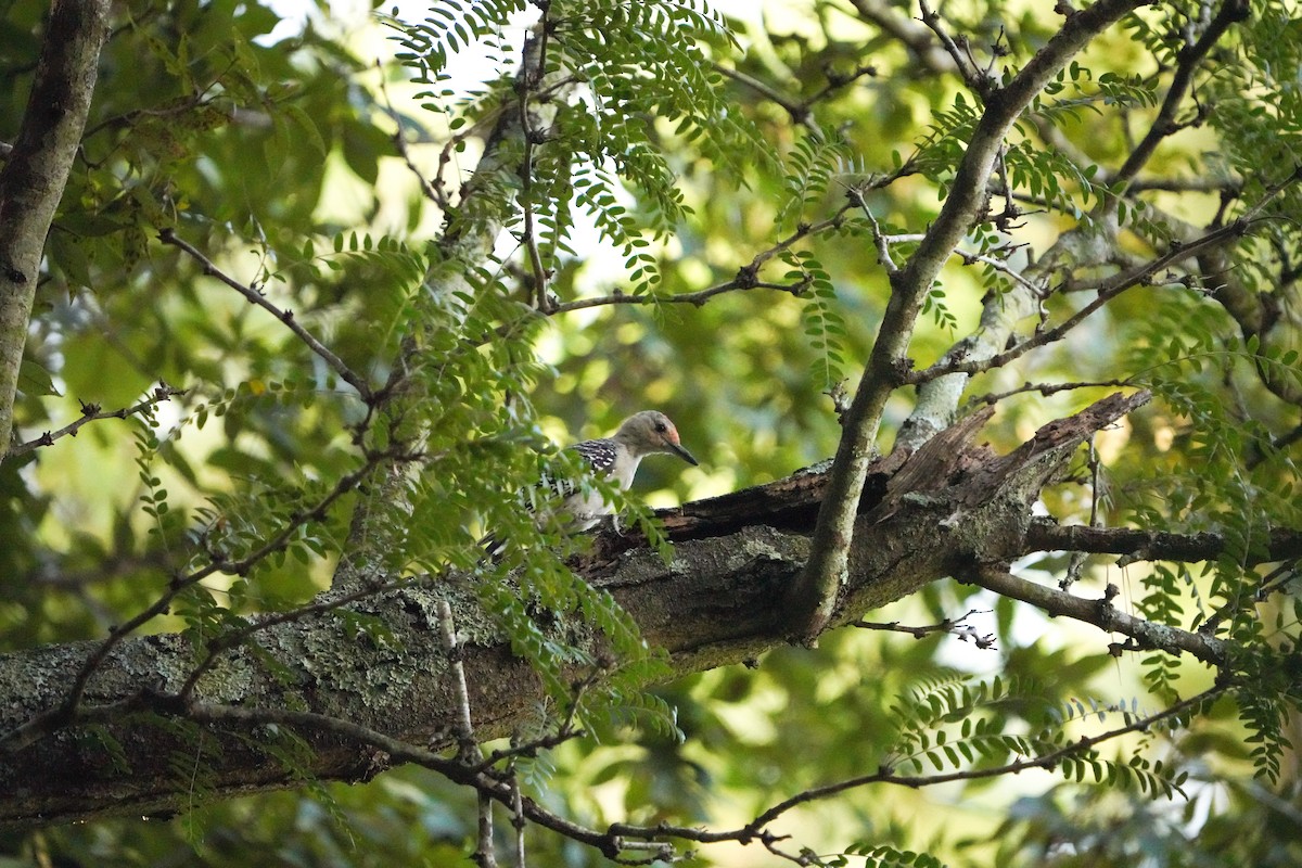 Red-bellied Woodpecker - ML641311078