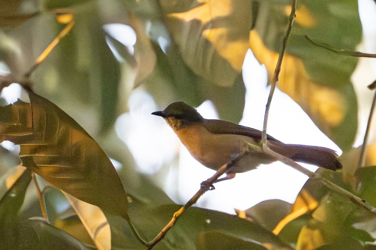 Slender-billed Greenbul - ML641311093