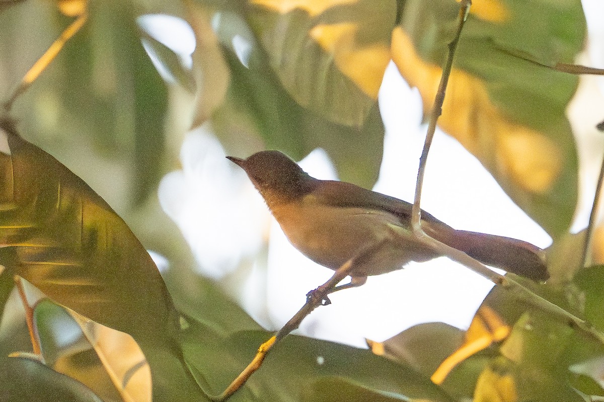 Slender-billed Greenbul - ML641311097