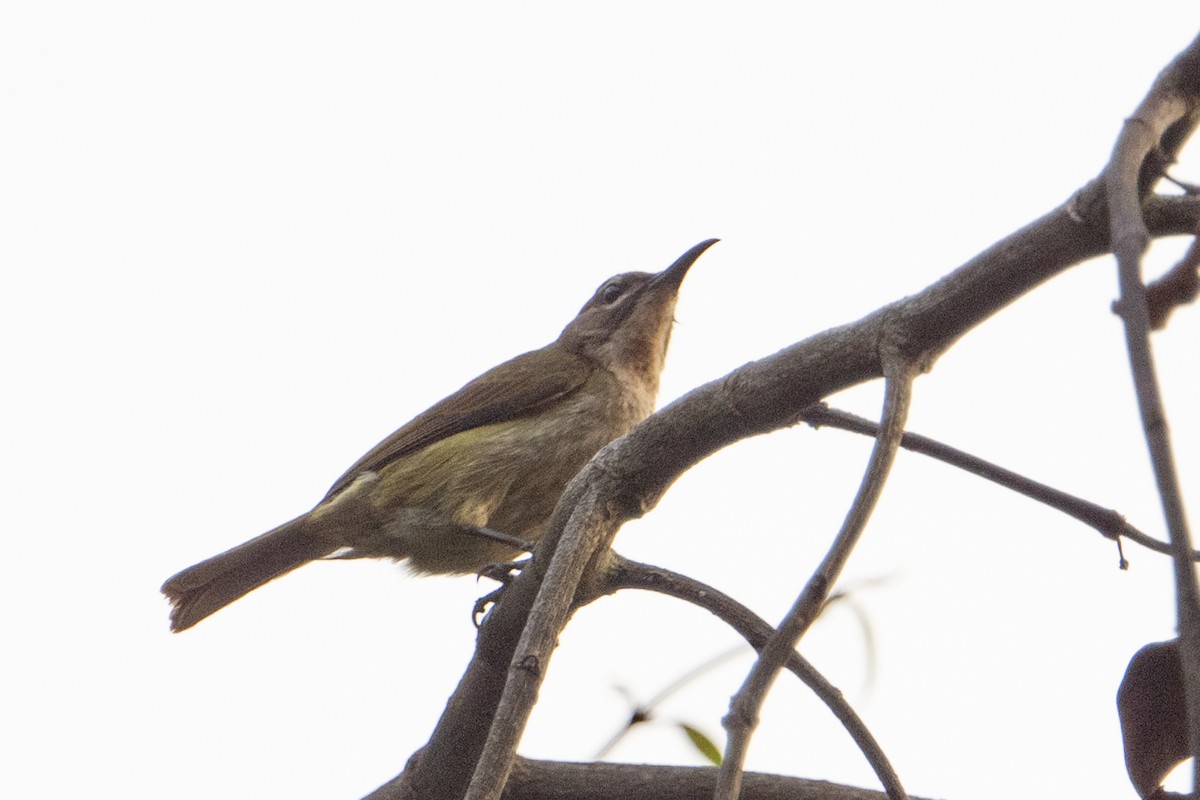 Olive Sunbird - ML641311116