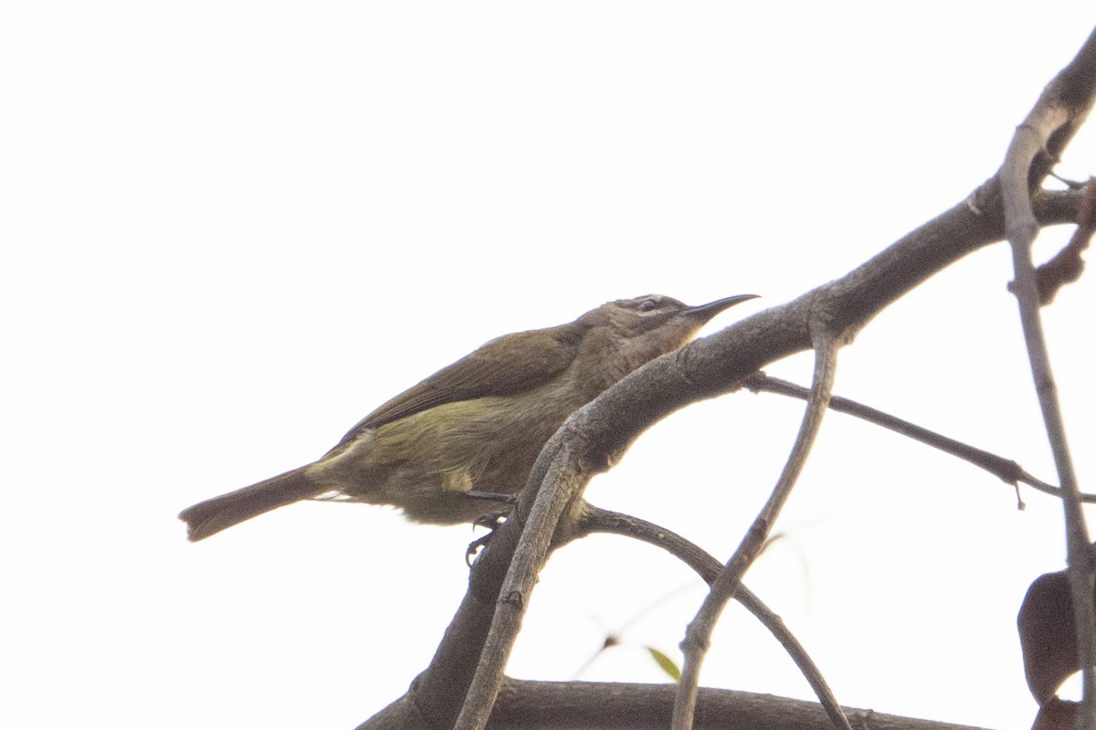 Olive Sunbird - ML641311124