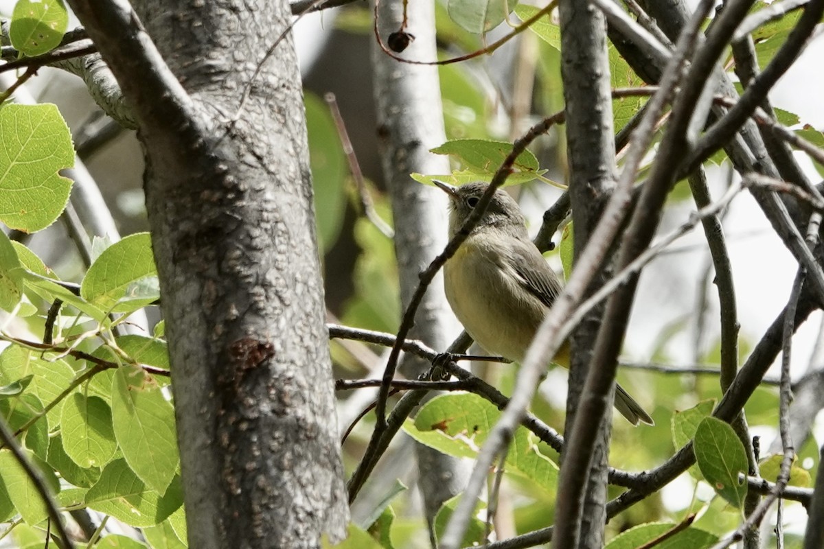 Virginia's Warbler - ML641311167