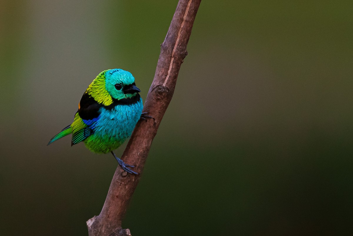 Green-headed Tanager - ML641311180