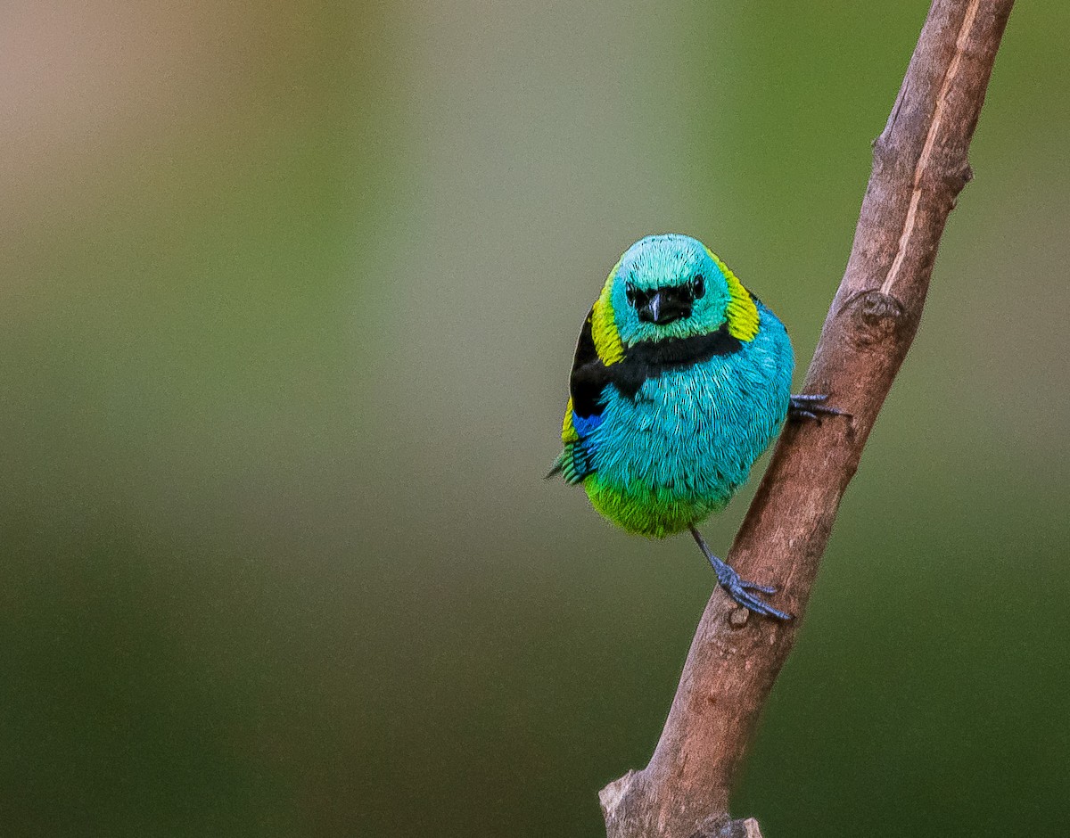 Green-headed Tanager - ML641311181