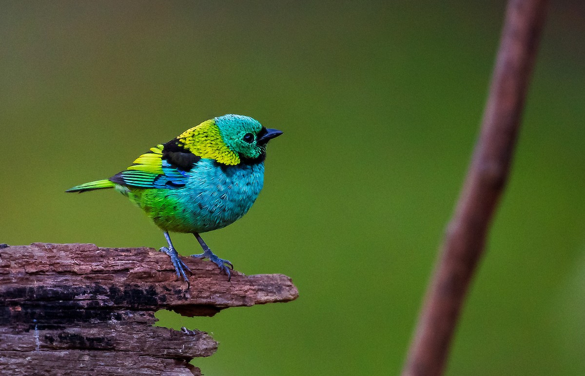 Green-headed Tanager - ML641311184