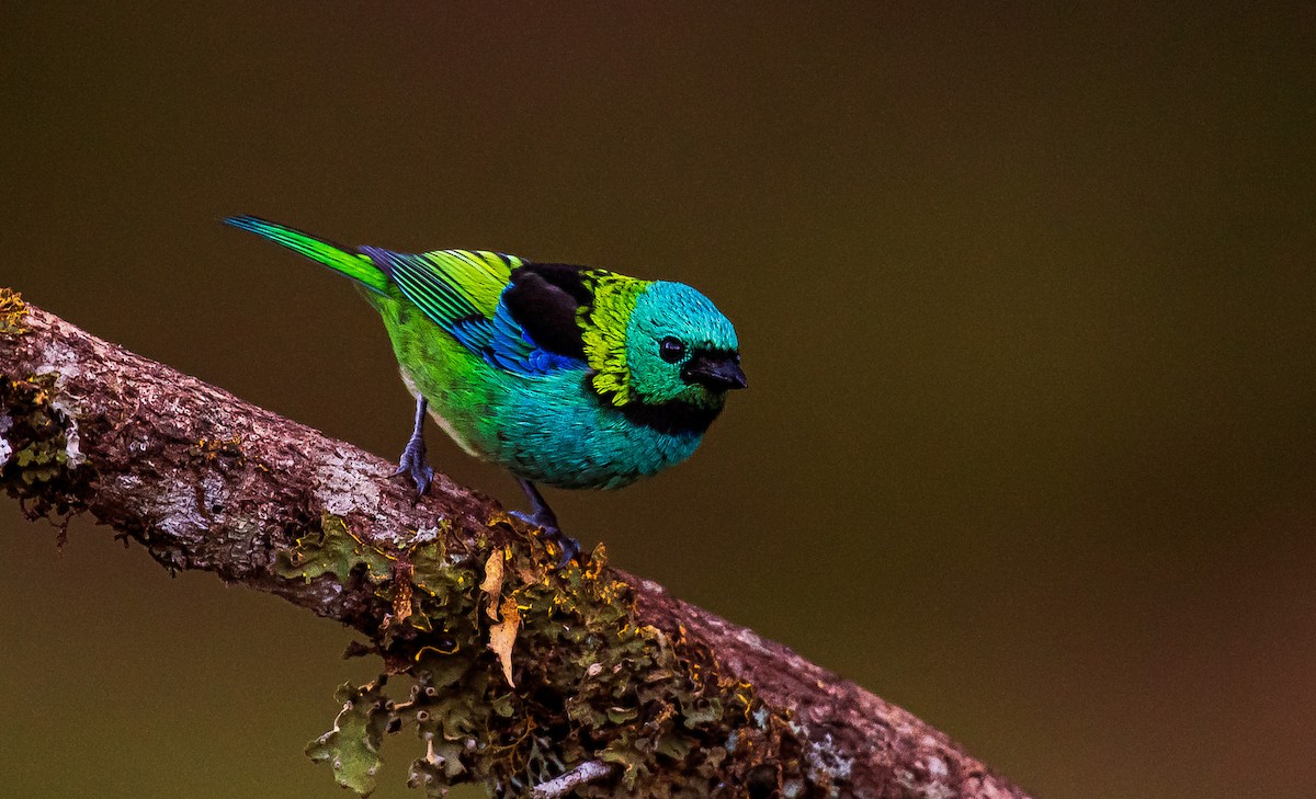Green-headed Tanager - ML641311185