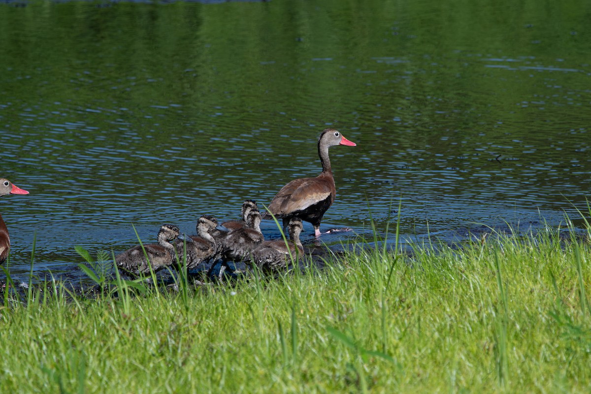 Black-bellied Whistling-Duck - ML641311195