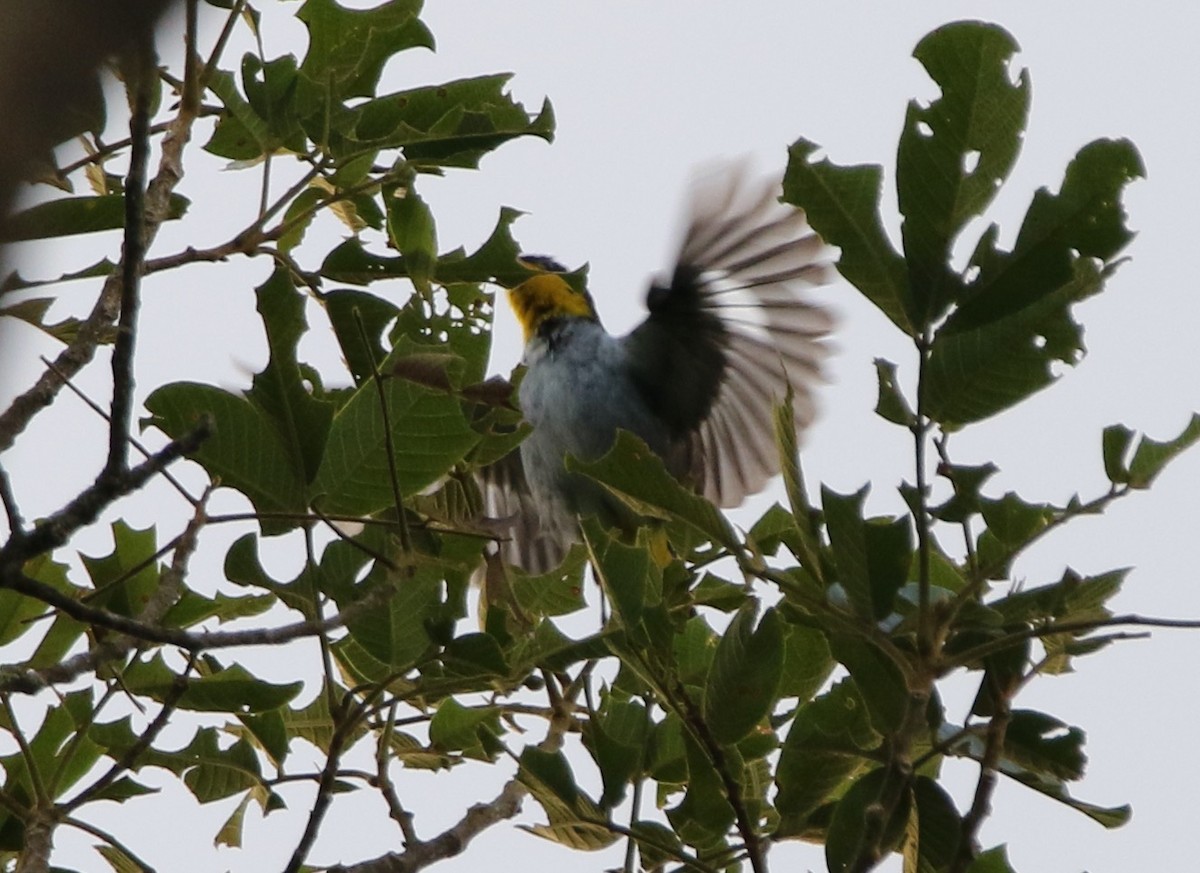 Yellow-backed Tanager - ML641311199