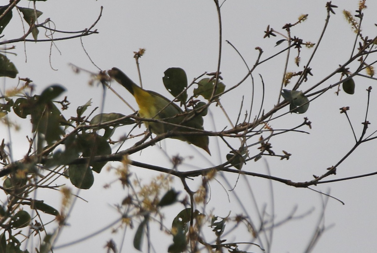 Yellow-backed Tanager - ML641311200