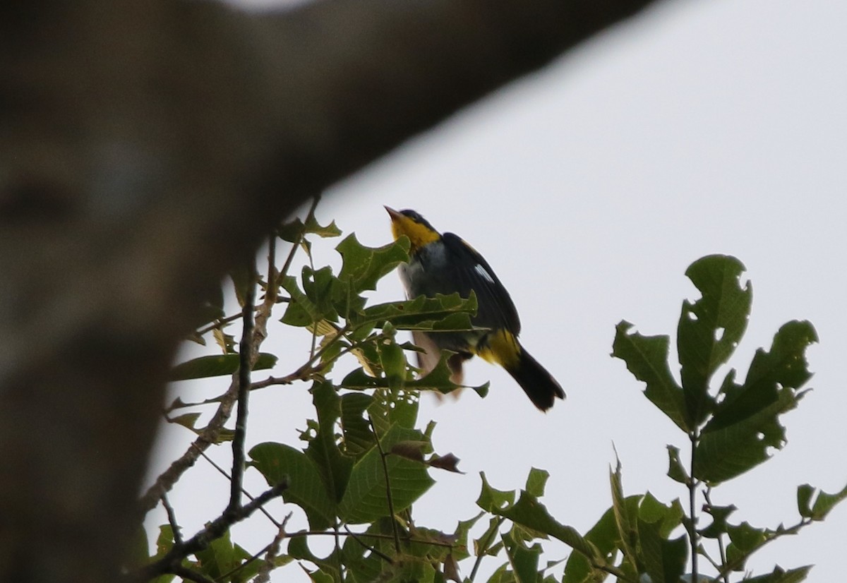 Yellow-backed Tanager - ML641311202