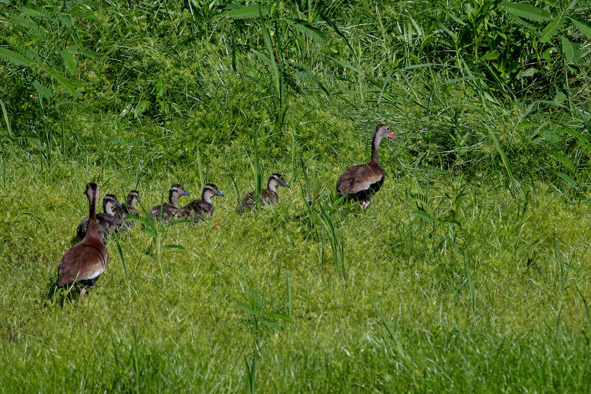 Black-bellied Whistling-Duck - ML641311204
