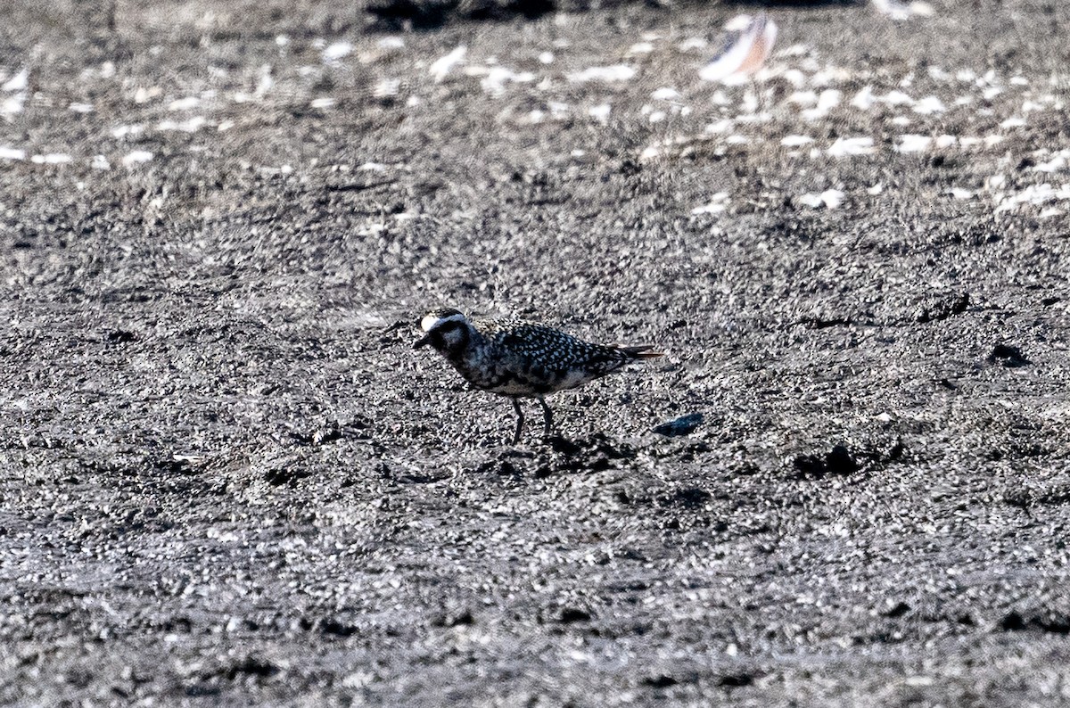 American Golden-Plover - ML641311217