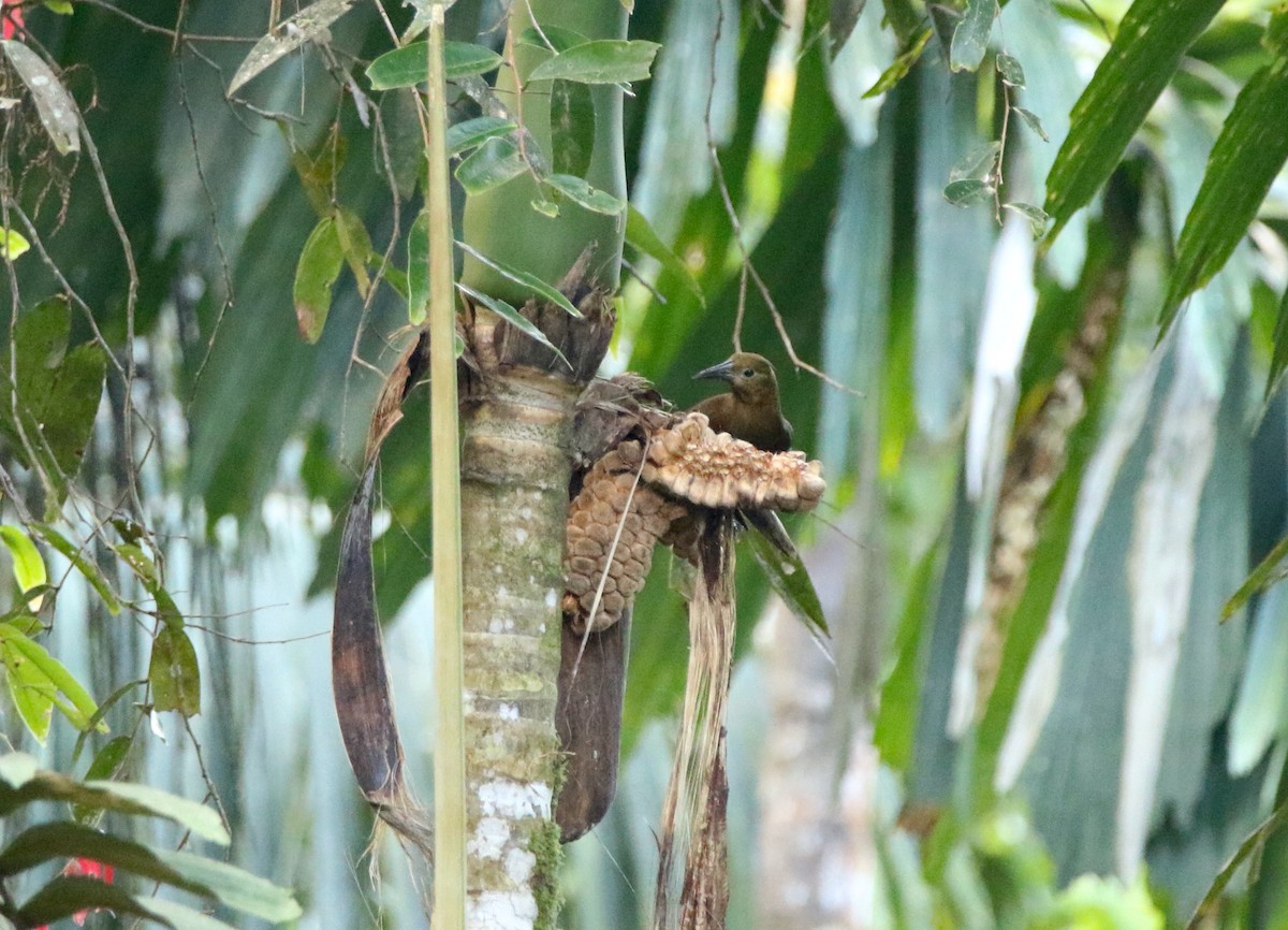 Russet-backed Oropendola (Russet-backed) - ML641311248