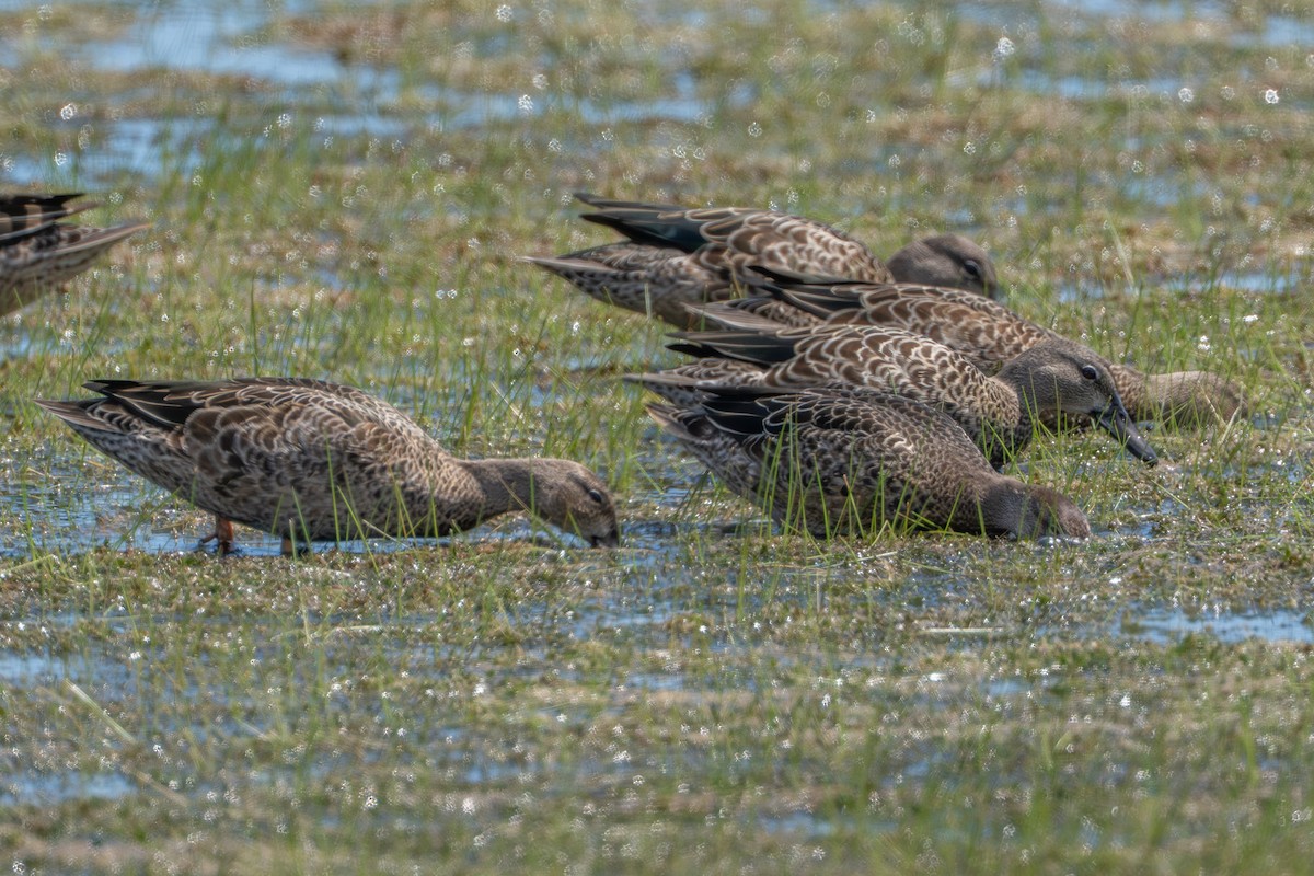 Blue-winged Teal - ML641311250