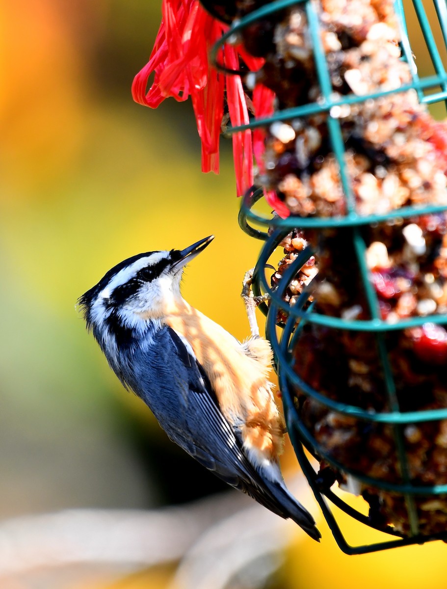 Red-breasted Nuthatch - ML641311273