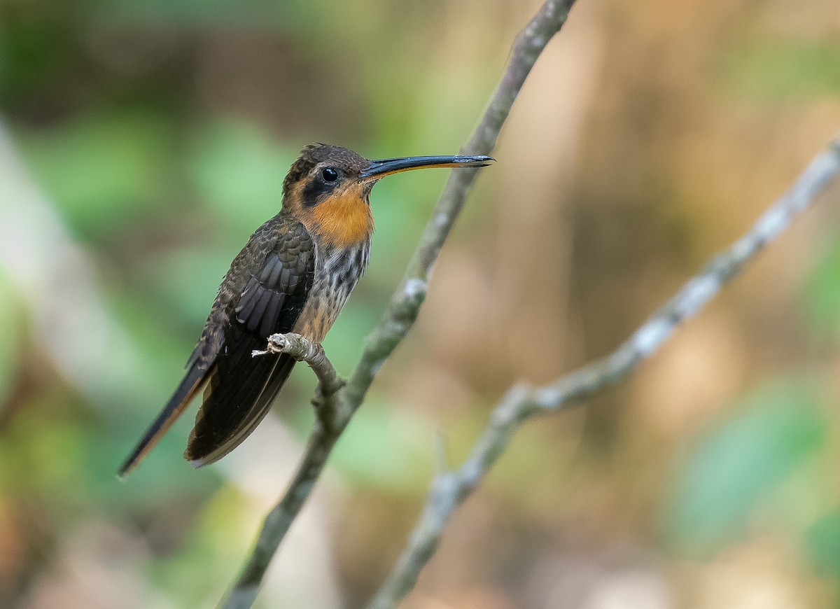 Saw-billed Hermit - ML641311275