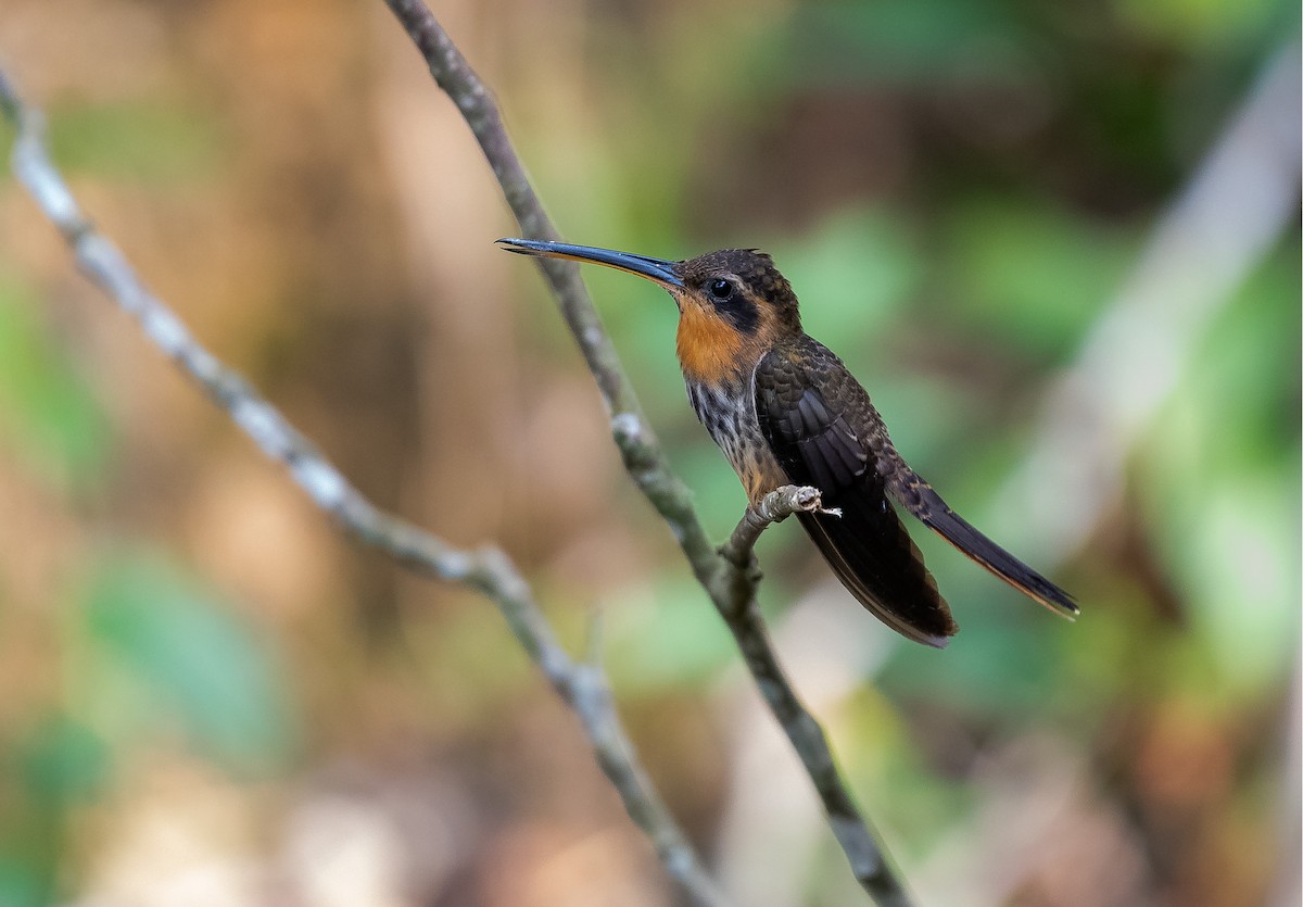 Saw-billed Hermit - ML641311276