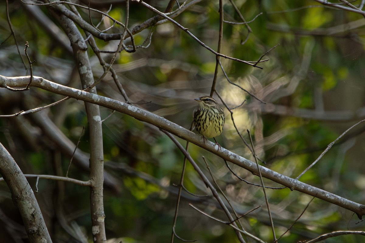 Northern Waterthrush - ML641311283
