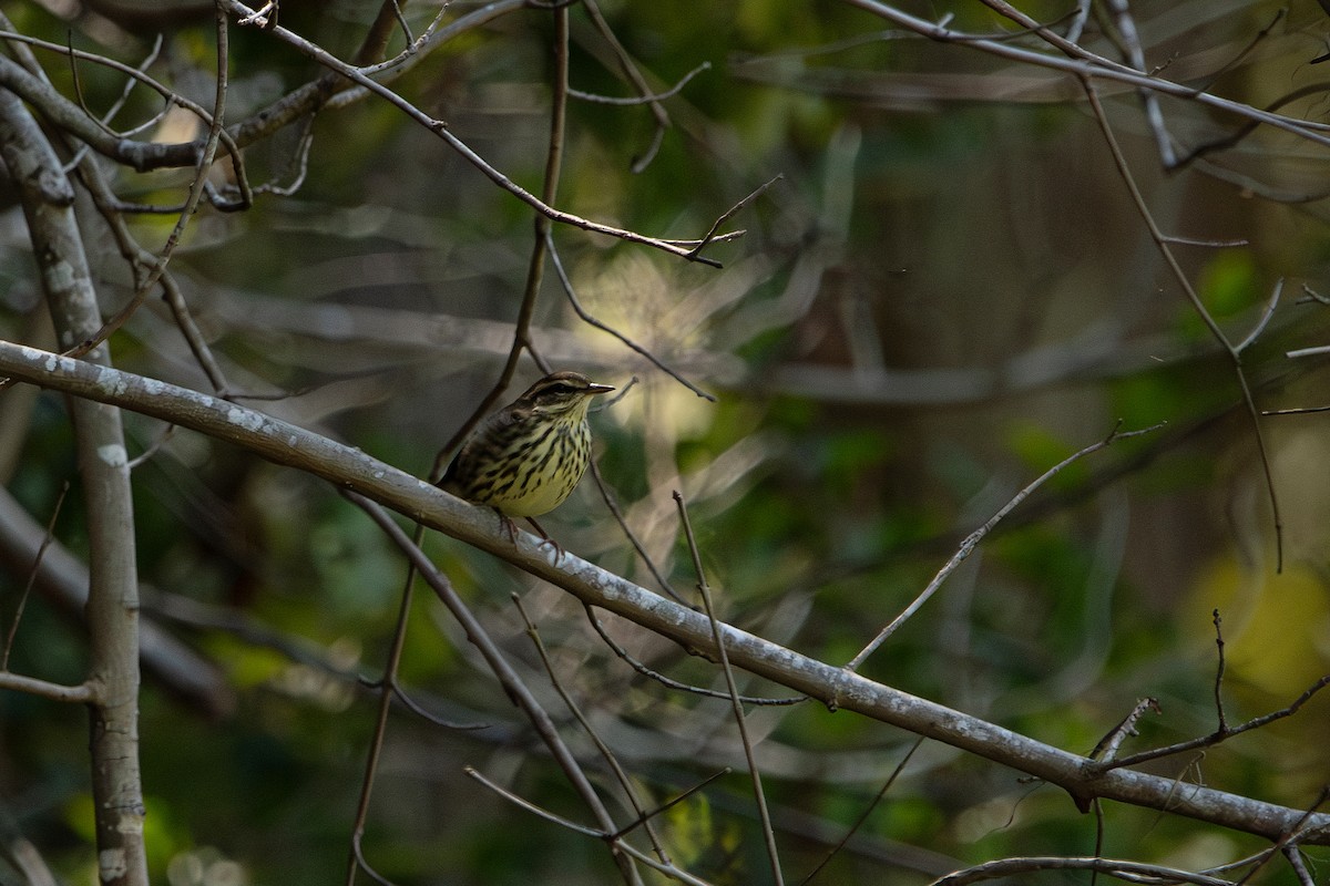 Northern Waterthrush - ML641311284