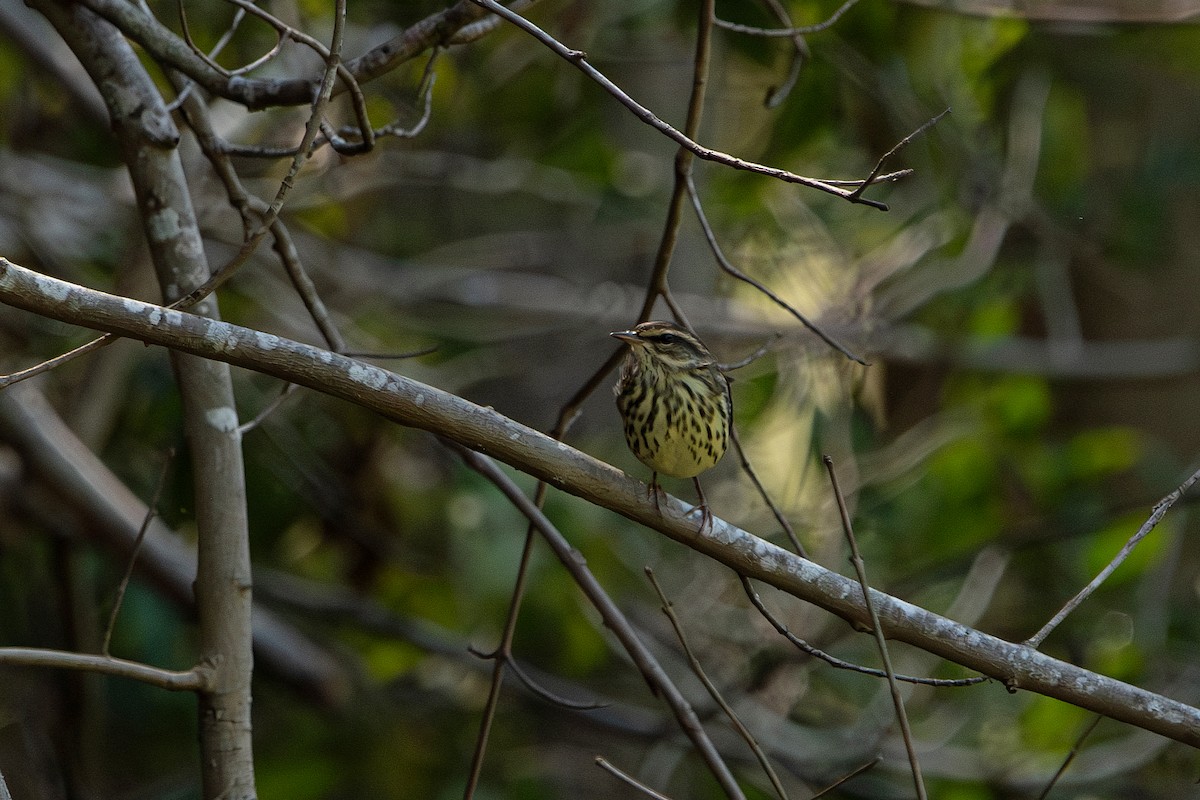 Northern Waterthrush - ML641311286