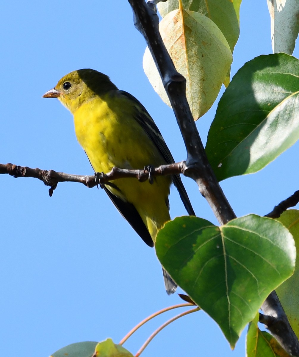 Western Tanager - ML641311287