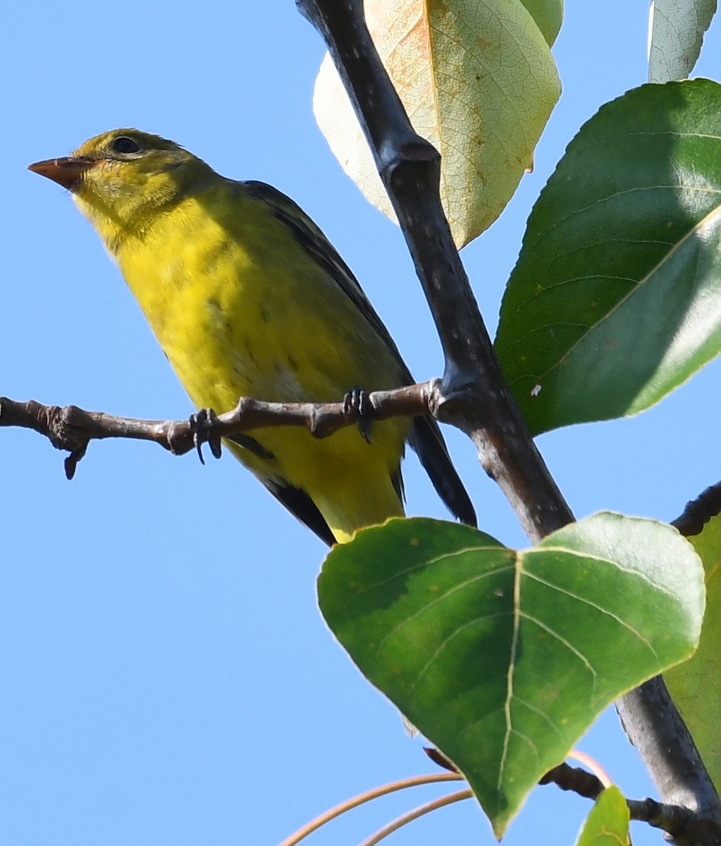 Western Tanager - ML641311288