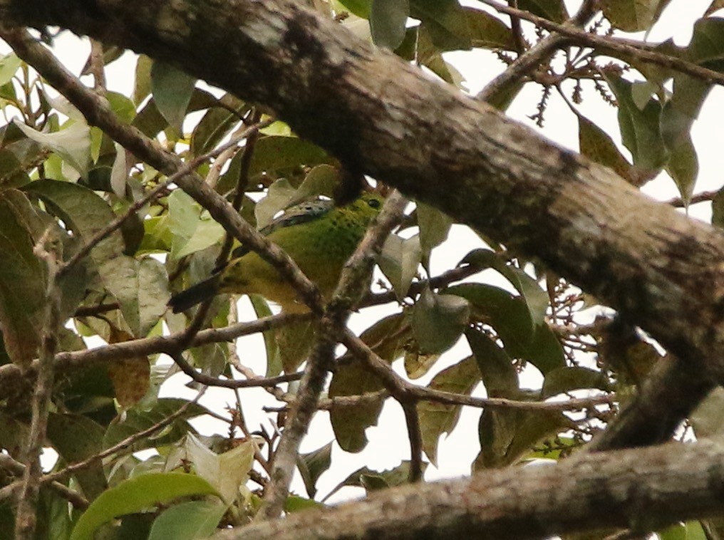 Yellow-bellied Tanager - ML641311329