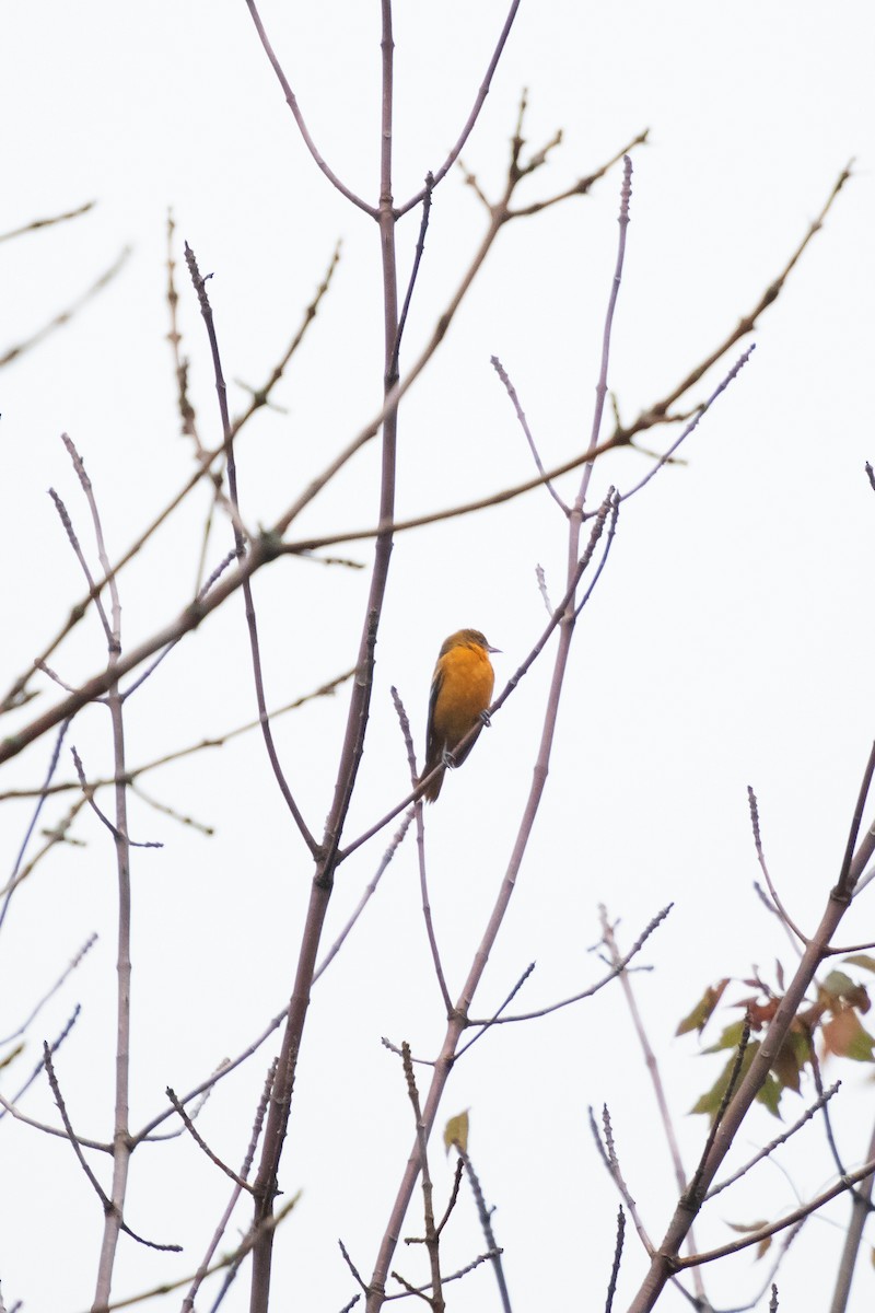 Baltimore Oriole - ML641311358