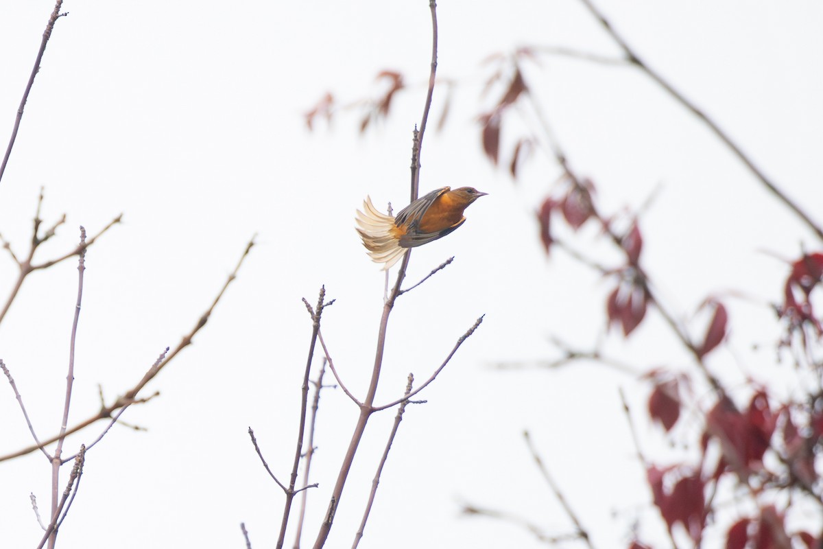 Baltimore Oriole - ML641311359