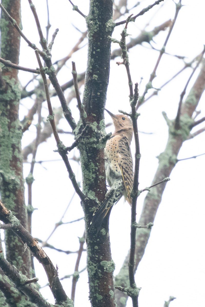 Northern Flicker - ML641311383