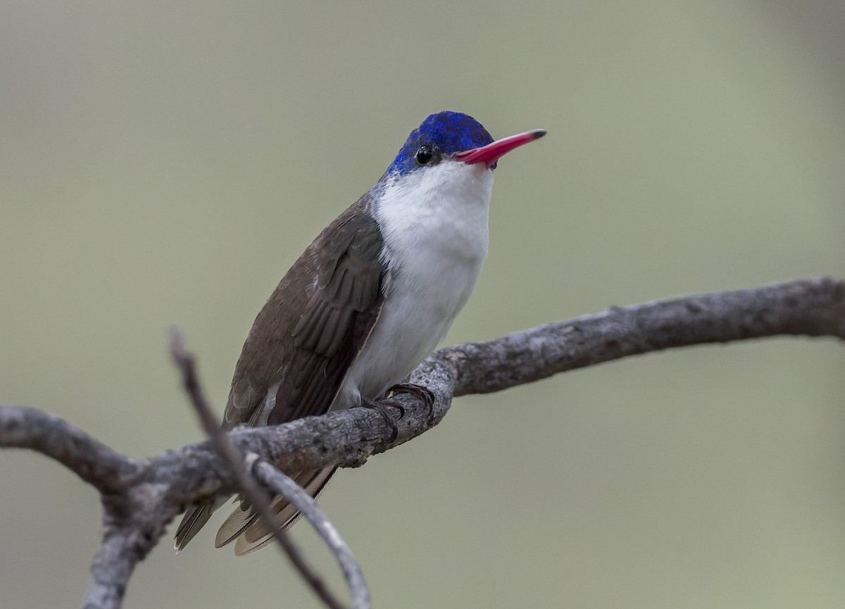 Violet-crowned Hummingbird - ML641311385