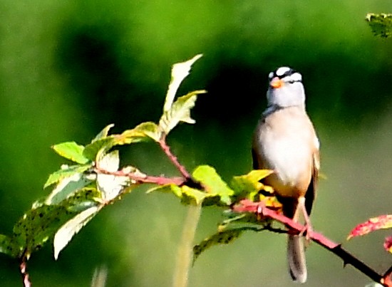 White-crowned Sparrow - ML641311408